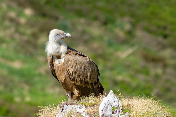 Vautour fauve — Gyps fulvus (Hablizl, 1783), (station de ski de Gourette, Eaux-Bonnes (64), France, le 27/05/2022)