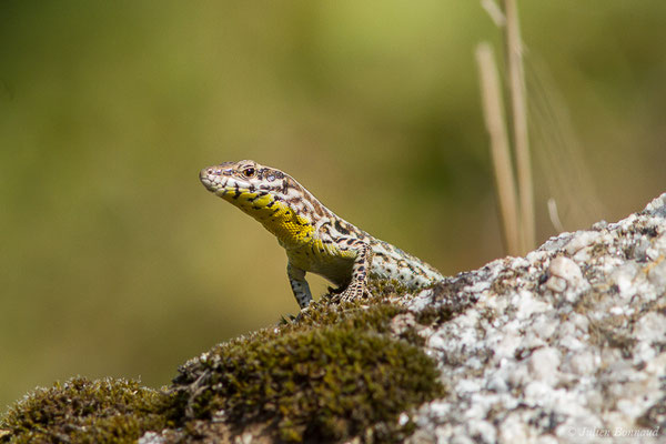 Lézard tyrrhénien — Podarcis tiliguerta (Gmelin, 1789), (Sollacaro (2A), France, le 02/09/2019)