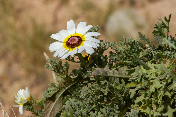 Ismélie carénée — Ismelia carinata (Schousb.) Sch.Bip., 1844, (Parc national de Souss-Massa, Sidi Binzarne, Maroc, le 01/02/2023)