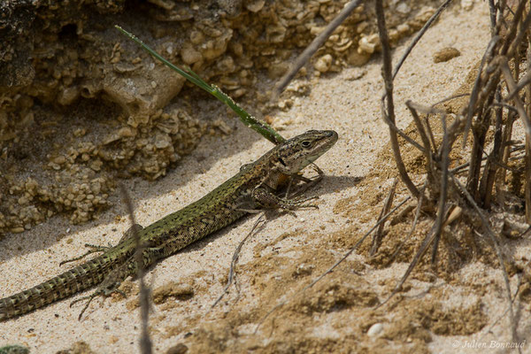 Lézard de Vaucher — Podarcis vaucheri (Boulenger, 1905), (Ile des Palomas, Tarifa (Andalousie), Espagne, le 03/08/2020)