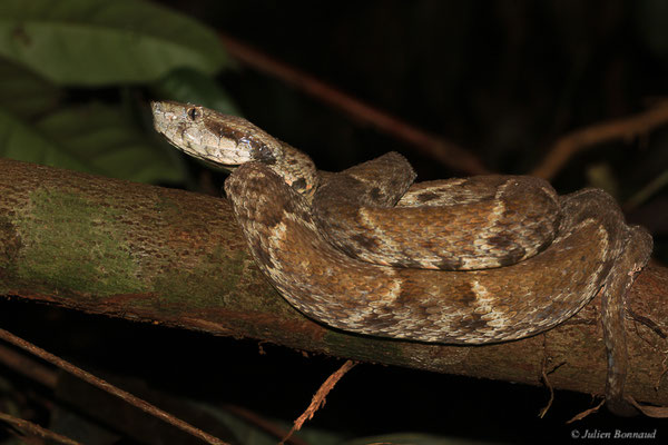 Grage petits carreaux — Bothrops atrox (Linnaeus, 1758), (Crique Gervais, Saint-Laurent-du-Maroni, Guyane, le 17/03/2016)