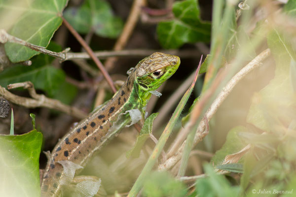 Lézard à deux raies — Lacerta bilineata Daudin, 1802, (Pointe de Dinan, Crozon (29), France, le 08/07/2021)