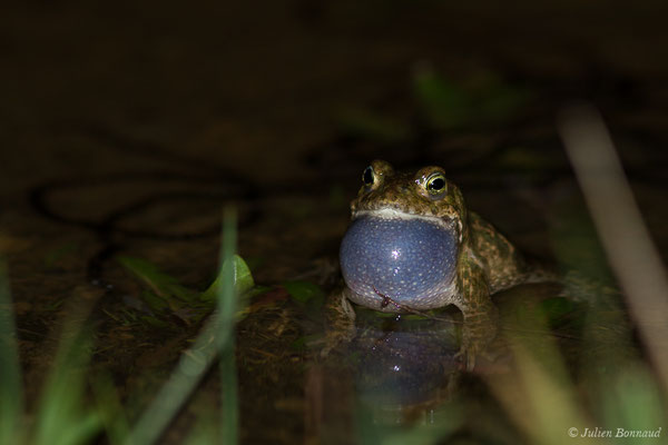 Crapaud calamite — Epidalea calamita (Laurenti, 1768)