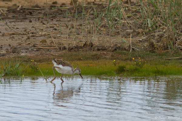 Échasse blanche — Himantopus himantopus (Linnaeus, 1758), (juvénile) (réserve ornithologique Terre d'oiseaux, Braud-et-Saint-Louis (33), France, le 20/06/2018)