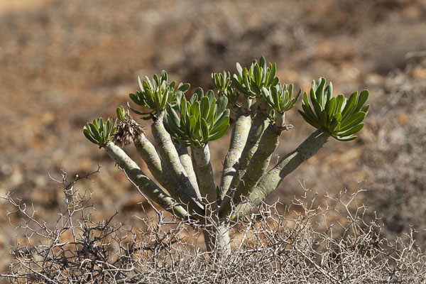 Kleinia neriifolia Haw. (1812)