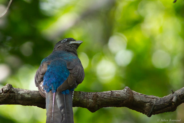 Trogon à queue blanche — Trogon viridis Linnaeus, 1766, (Iracoubo, Guyane, le 12/07/2016)