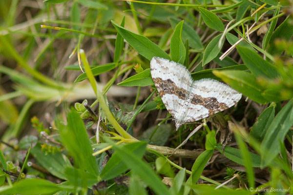 Mélanthie montagnarde – Xanthorhoe montanata (Denis & Schiffermüller, 1775), (Station de ski de Gourette, Eaux-Bonnes (64), France, le 05/08/2021)