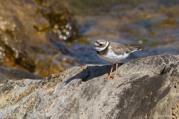 Grand Gravelot — Charadrius hiaticula Linnaeus, 1758, (Lisbonne, Portugal, le 26/08/2018)