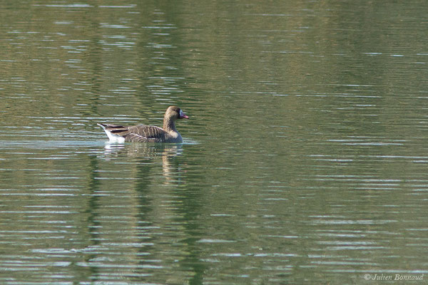 Oie rieuse — Anser albifrons (Scopoli, 1769), (Lac d'Orthez (64), le 16/03/2019)