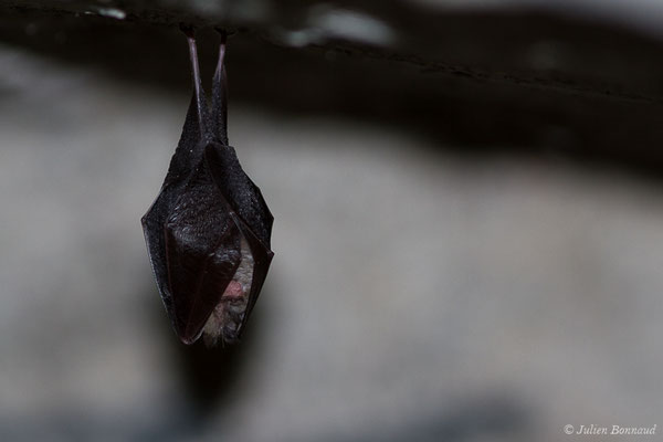 Petit rhinolophe – Rhinolophus hipposideros (Borkhausen, 1797), (Fort du Portalet, Etsaut (64), France, le 16/04/2021)