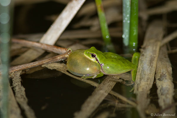 Rainette méridionale – Hyla meridionalis Böttger, 1874, (Pihourc, Lieoux (31), France, le 10/04/2019)