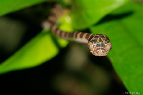 Imantode à nuque tatouée — Imantodes cenchoa (Linnaeus, 1758), (juvénile), (Sentier de la Mirande, Matoury, Guyane, le 09/07/2015)