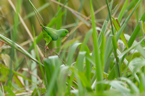 Toui été — Forpus passerinus (Linnaeus, 1758), (village Terre Rouge, Saint-Laurent du Maroni, Guyane, le 16/09/2016)