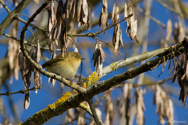 Pouillot véloce — Phylloscopus collybita (Vieillot, 1817), (Saligue d'Artix (64), France, le 05/01/2019)