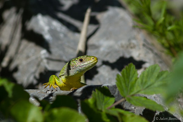 Lézard à deux raies — Lacerta bilineata (Daudin, 1802)