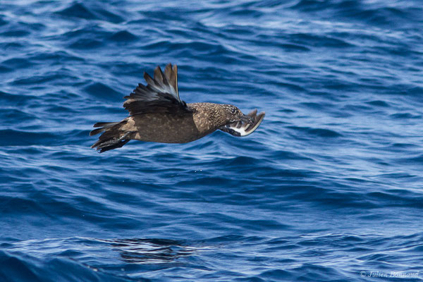 Grand Labbe – Stercorarius skua (Brünnich, 1764), (Saint-Jean-de-Luz (64), France, le 17/10/2020)