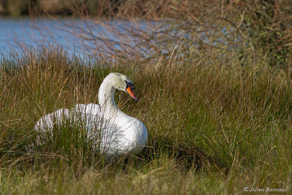 Cygne tuberculé — Cygnus olor (Gmelin, JF, 1789), (réserve ornithologique du Teich (33), France, le 24/01/2018)
