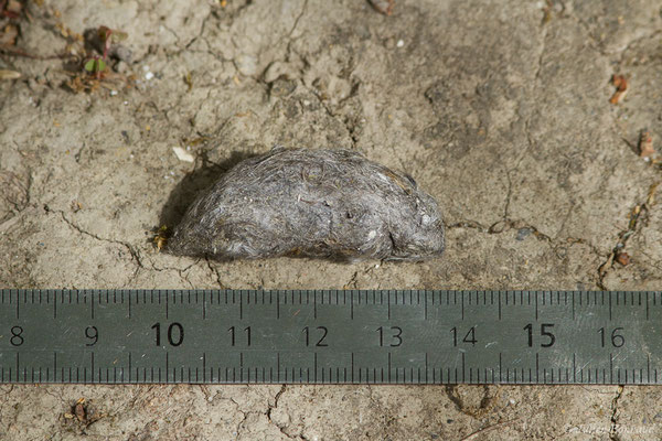 Faucon crécerelle – Falco tinnunculus Linnaeus, 1758, (pelote de réjection) (Bayonne (64), France, le 01/06/2021)