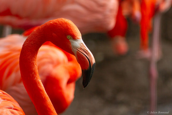 Flamand des Caraïbes — Phoenicopterus ruber Linnaeus, 1758