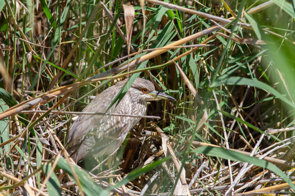 Bihoreau gris — Nycticorax nycticorax (Linnaeus, 1758)