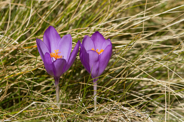 Crocus à fleurs nues — Crocus nudiflorus Sm., 1798