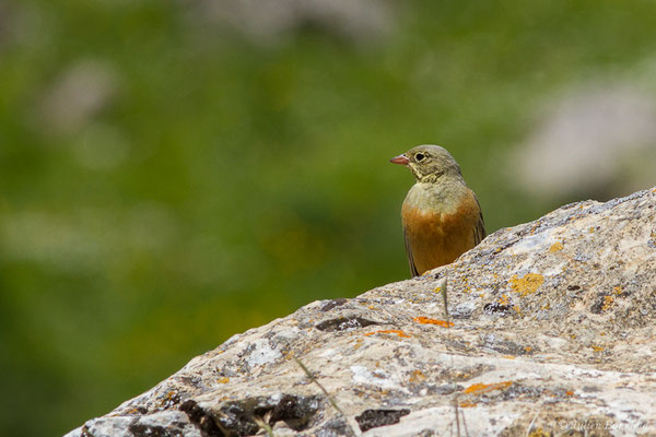 Bruant ortolan — Emberiza hortulana Linnaeus, 1758, (mâle adulte) (Col du Pourtalet, Laruns (64), France, le 22/06/2019)