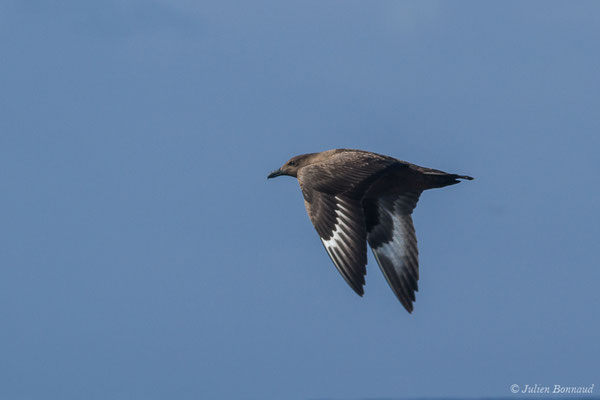 Grand Labbe – Stercorarius skua (Brünnich, 1764), (Saint-Jean-de-Luz (64), France, le 05/10/2019)