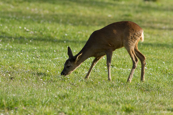 Chevreuil européen – Capreolus capreolus (Linnaeus, 1758), (Braud-et-Saint-Louis (33), le 06/03/2018)