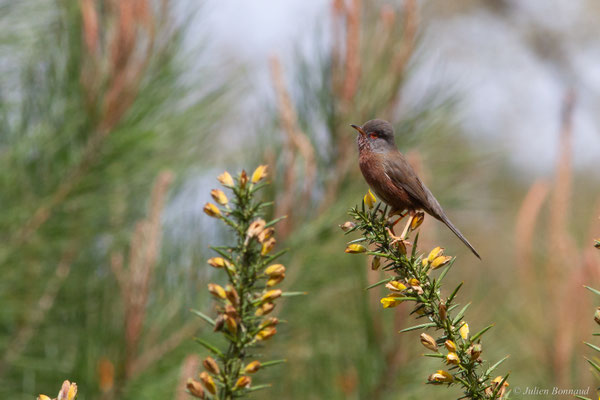Fauvette pitchou — Curruca undata (Boddaert, 1783), (Saint-Martin-d'Oney (40), France, le 17/04/2025)