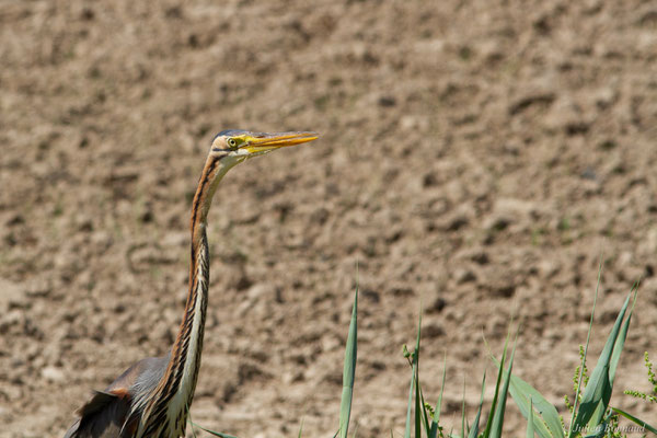 Héron pourpré — Ardea purpurea Linnaeus, 1766, (Parc Naturel du Delta de l'Ebre (Catalogne), Espagne, le 05/06/2022)