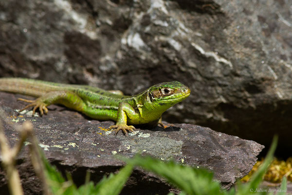 Lézard à deux raies — Lacerta bilineata Daudin, 1802, (Urdos (64), France, le 13/05/2024)