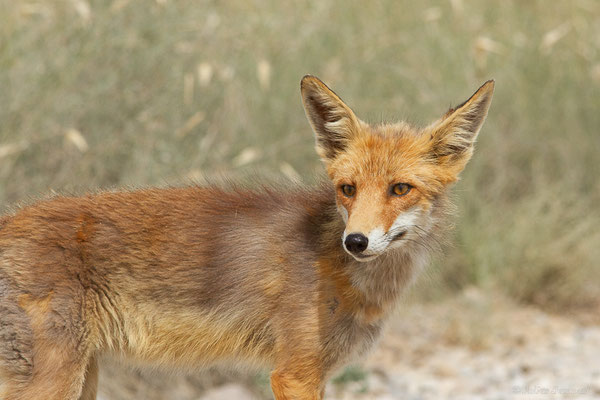 Renard roux — Vulpes vulpes (Linnaeus, 1758), (Parque Natural de las Bardenas, Navarre, Espagne, le 08/06/2022)