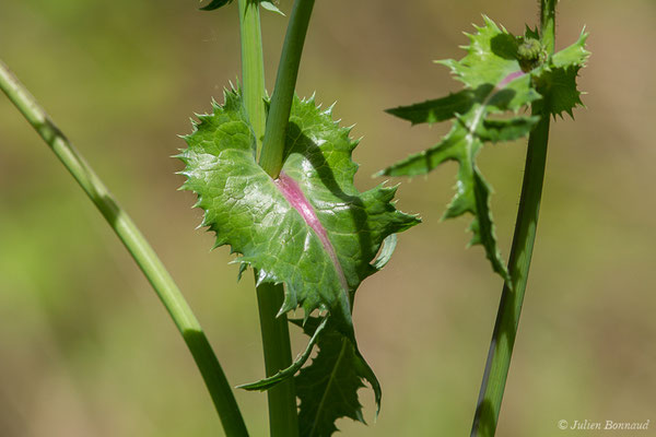 Laiteron rude ou Laiteron piquant — Sonchus asper (L.) Hill, 1769, (Meillon (64), France, le 14/05/2019)