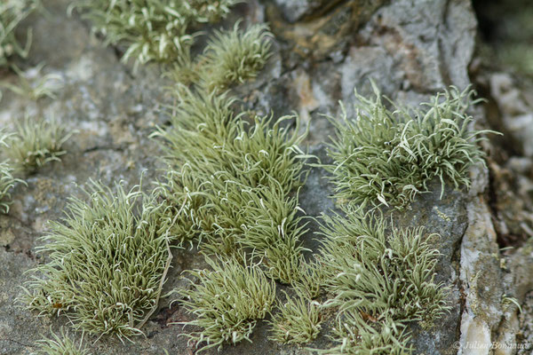 Ramalina siliquosa (Huds.) A.L.Sm., 1918, (Réserve naturelle nationale des Sept-Îles, Perros-Guirec (22), France, le 07/07/2021)