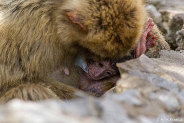 Magot, Macaque berbère, Macaque de Barbarie — Macaca sylvanus (Linnaeus, 1758)