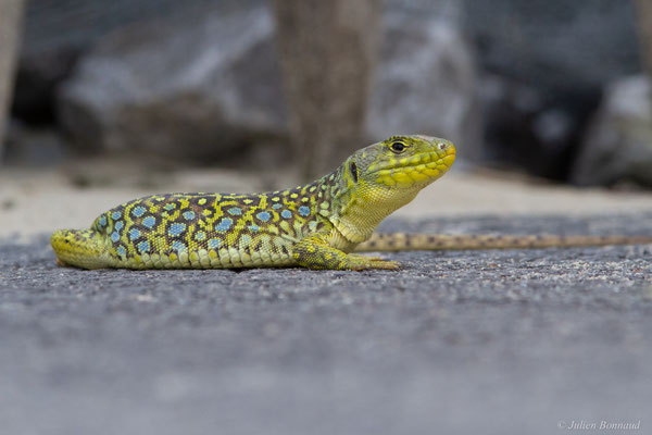 Lézard ocellé — Timon lepidus (Daudin, 1802), (femelle adulte), (Tarnos (64), France), le 05/06/2025)