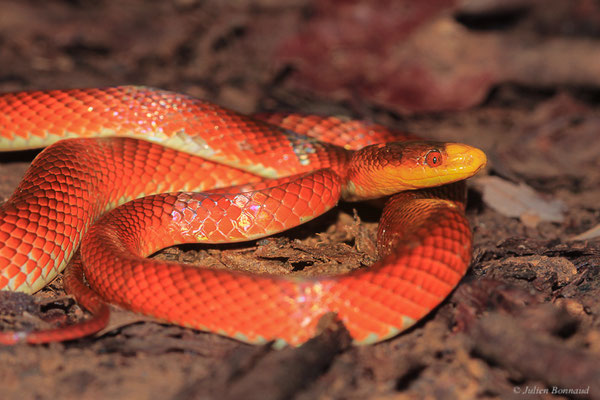 Oxyrhope à nez jaune — Oxyrhopus occipitalis (Wagler in Spix, 1824), (Crique Gervais, Guyane, le 17/03/2016)