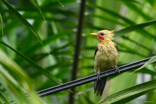 Pic jaune — Celeus flavus (Statius Müller, 1776), (Iracoubo, Guyane, le 12/07/2016)