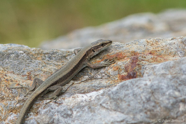 Lézard de Bonnal — Iberalacerta bonnali (Lantz, 1927), (Station de ski de Gourette, Eaux Bonnes (65), France, le 29/07/2020)