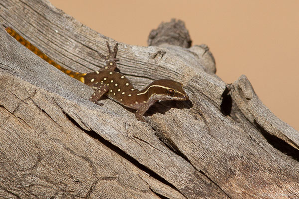 Saurodactyle d'El Mouden — Saurodactylus elmoudenii Javanmardi, Vogler and Joger, 2019