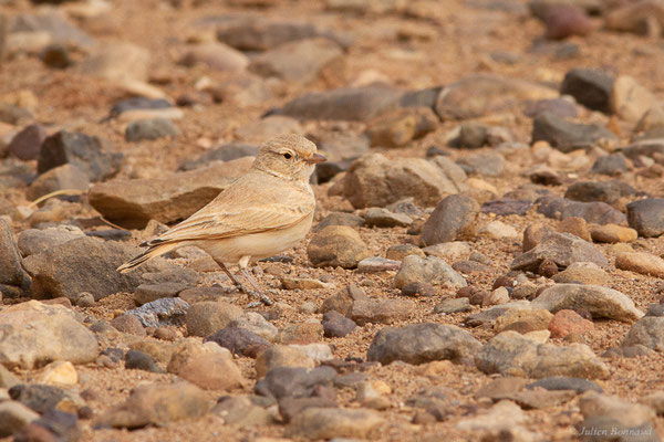 Ammomane élégante — Ammomanes cinctura (Gould, 1839), (Parc national d'Iriqui (Souss-Massa-Draâ, Guelmim-Es Semara), Maroc, le 12/02/2023)