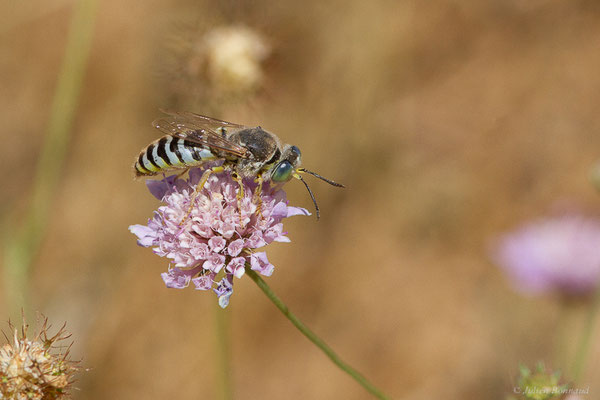 Bembex à rostre – Bembix rostrata (Linnaeus, 1758), (Castille-et-León, Espagne, le 04/07/2022)