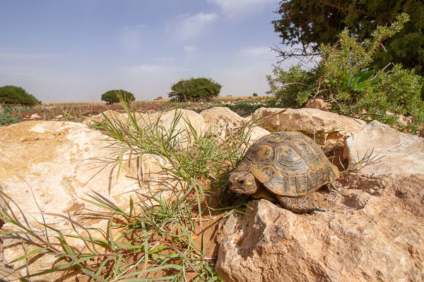 Tortue grecque — Testudo graeca (Linnaeus, 1758)