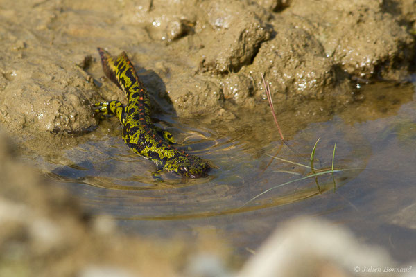Triton marbré – Triturus marmoratus (Latreille, 1800), (Arbus (64), France, le 25/06/2019)