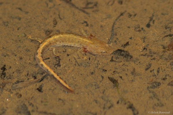 Calotriton des Pyrénées — Calotriton asper (Al. Dugès, 1852)