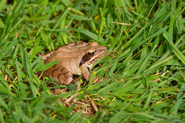 Grenouille agile — Rana dalmatina Fitzinger in Bonaparte, 1838