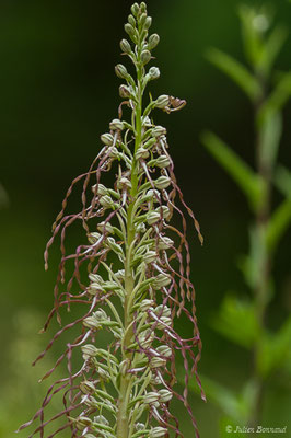 Orchis bouc, Himantoglosse à odeur de bouc – Himantoglossum hircinum (L.) Spreng., 1826, (La Brède (33), France, le 11/06/2019)