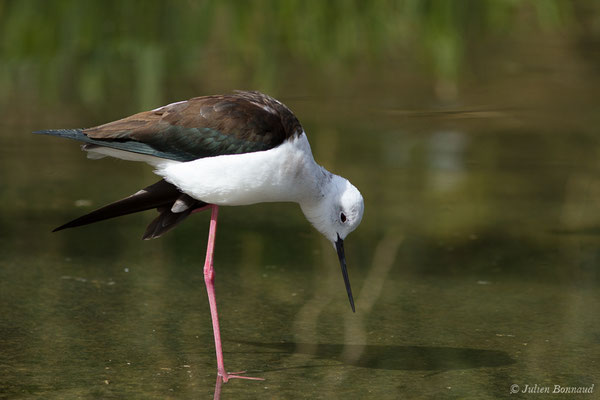 Échasse blanche — Himantopus himantopus (Linnaeus, 1758), (adulte) (parc animalier des Pyrénées, Argelès-Gazost (65), France, le 01/04/2018)