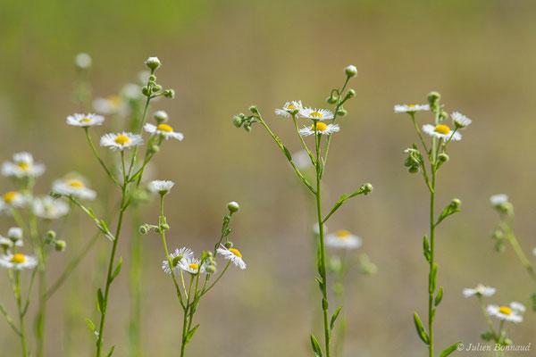 Vergerette annuelle, Érigéron annuel — Erigeron annuus (L.) Desf., 1804