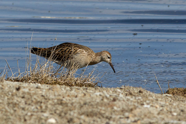 Combattant varié — Calidris pugnax (Linnaeus, 1758), (Réserve ornithologique du Teich (33), France, le 18/10/2022)